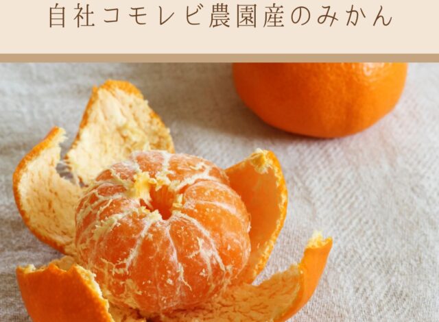 【期間限定！朝食バイキングにて自社産みかん🍊をご提供】