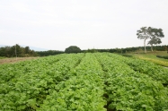 朝どれ野菜をホテルに直送